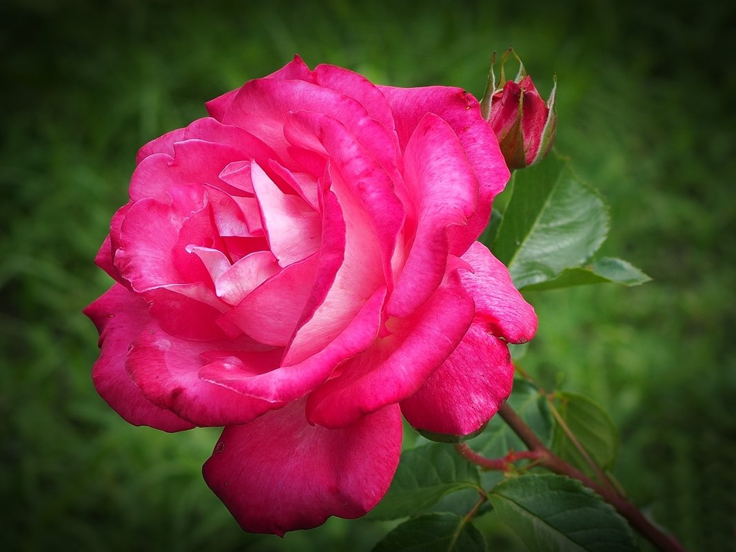 Аромат цветущих роз - wea *