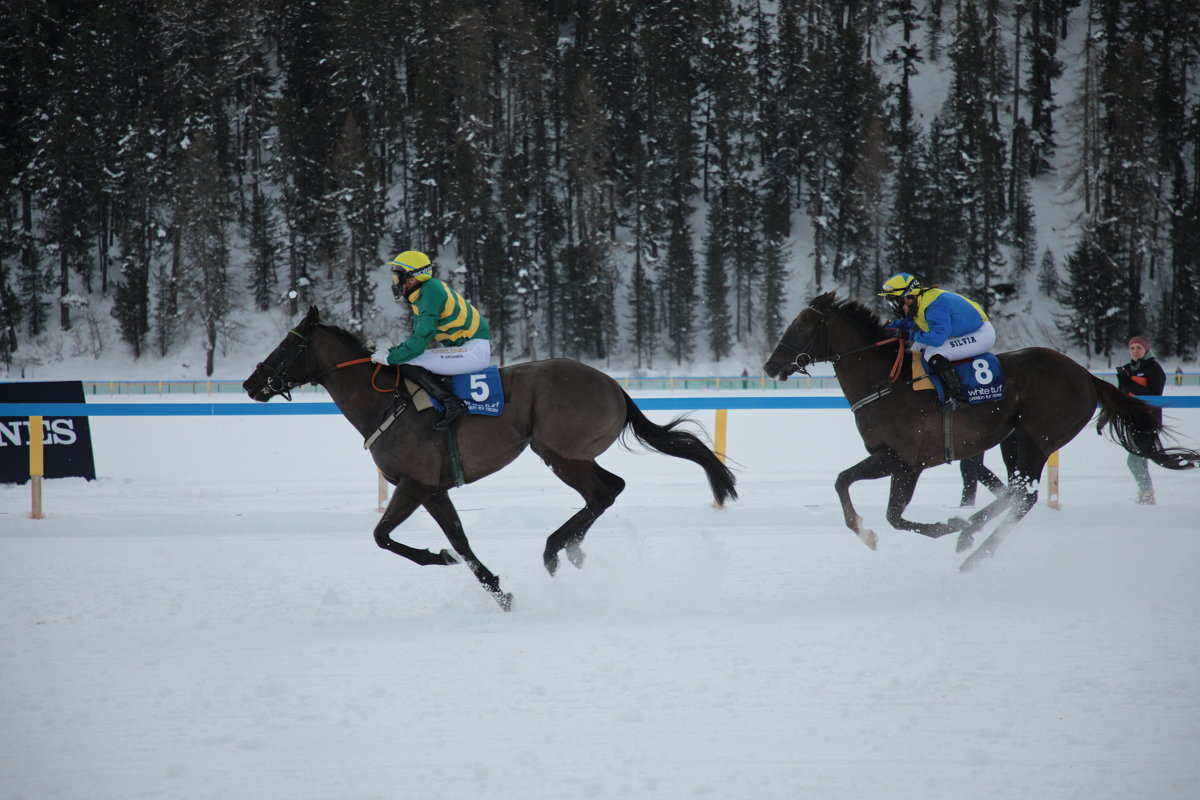 Скачки на льду White Turf   Санкт-Мориц - Andrey Vaganov