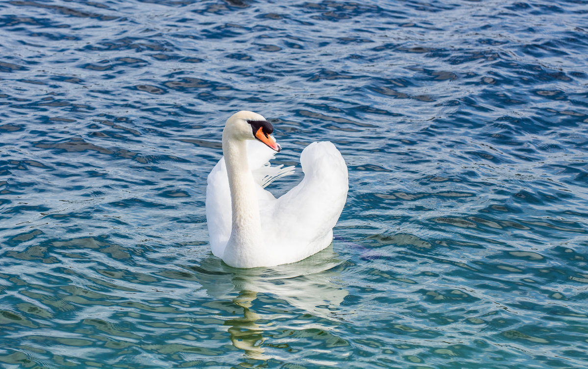 белый лебедь на пруду - Viktor S