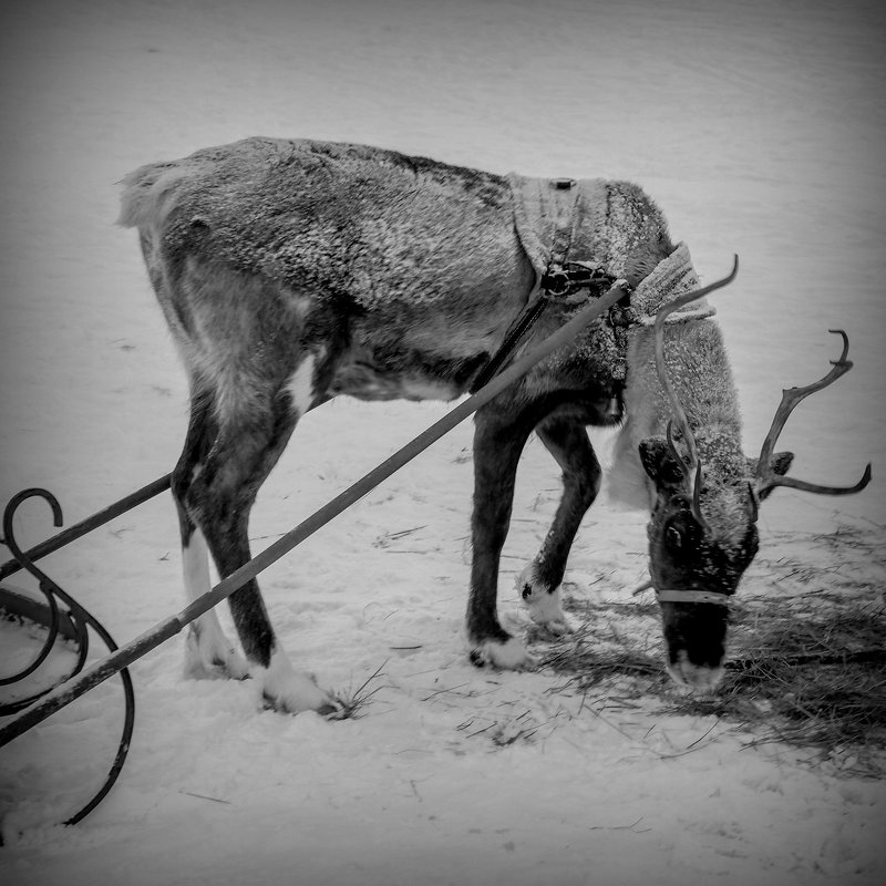 А олени лучше... - Юрий Велицкий