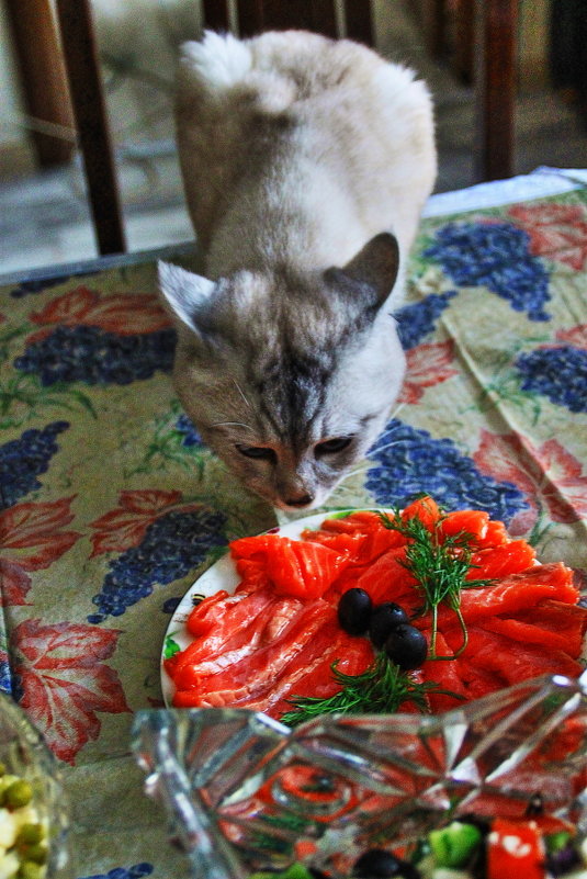 Не все коту Масленица... - олег свирский 