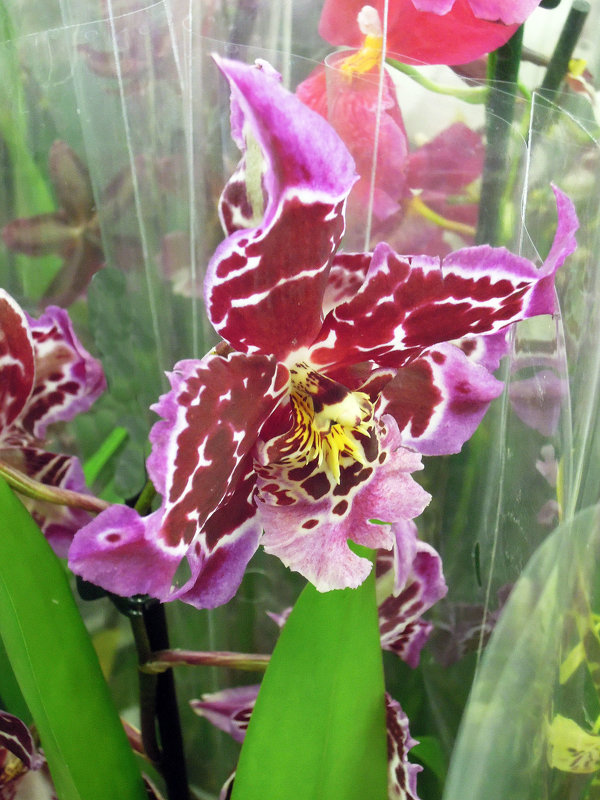 Изысканность орхидеи... - Тамара Бедай 