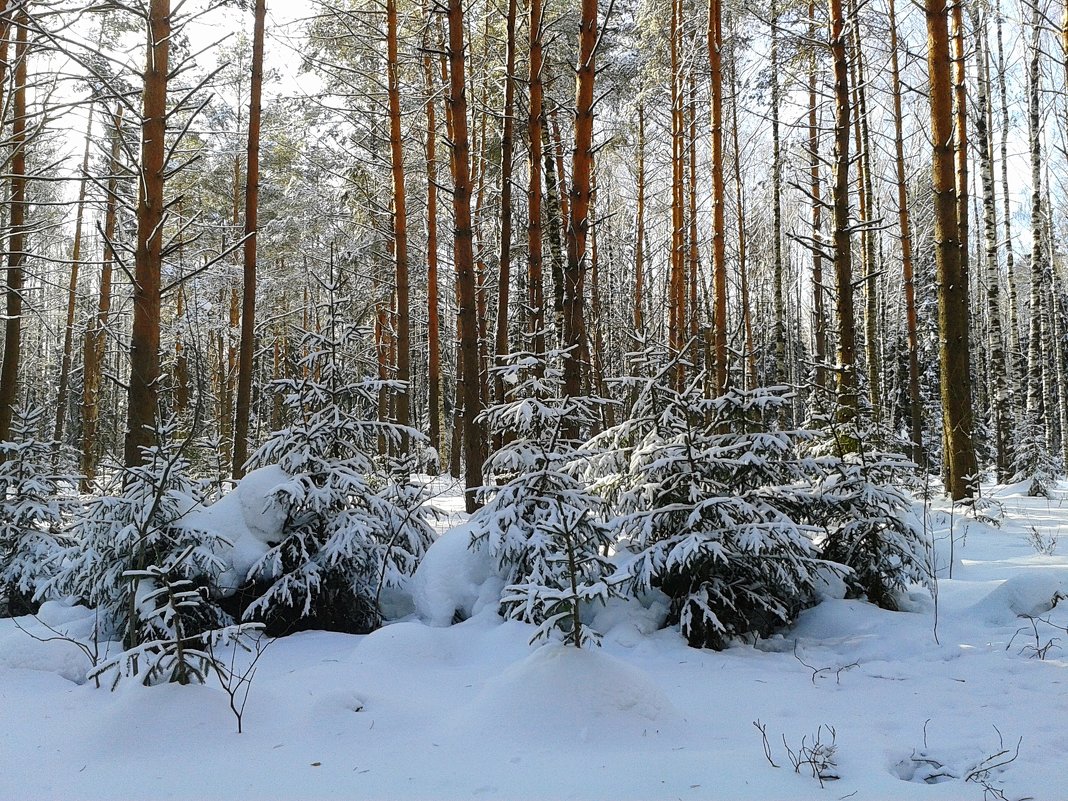 весенний лес - Владимир 