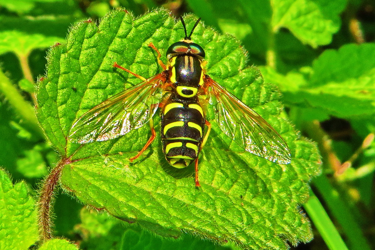 Журчалка красивая, или изящная (Chrysotoxum festivum) — муха семейства журчалок (Syrphidae) - vodonos241 