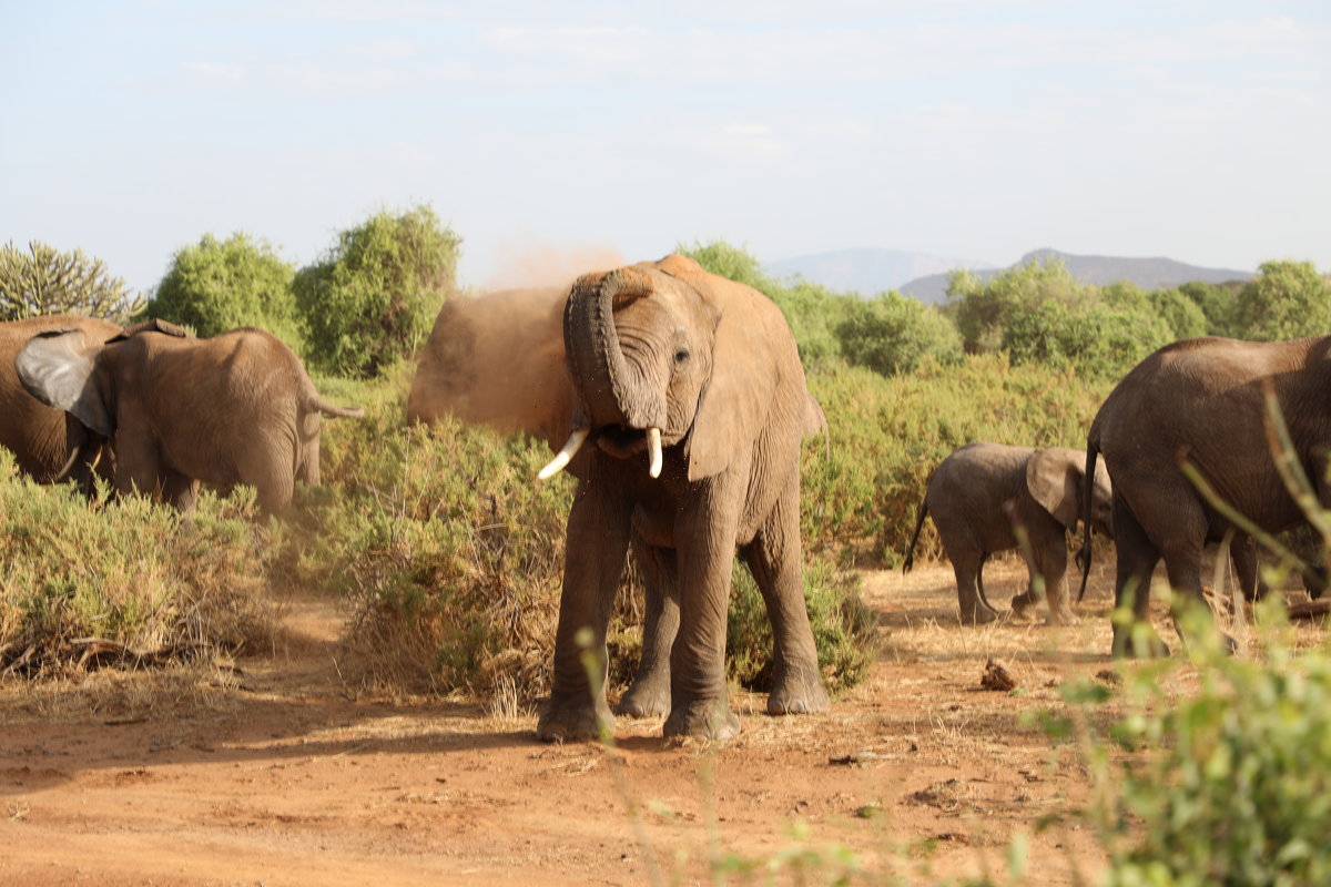 Слоны, Кения, пылевые ванны - Andrey Vaganov