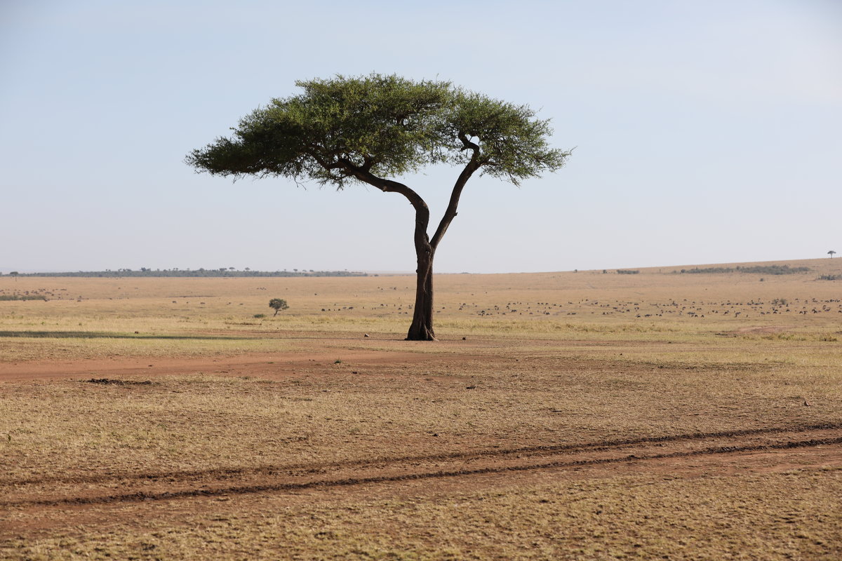 Кения, одинокое древо - Andrey Vaganov