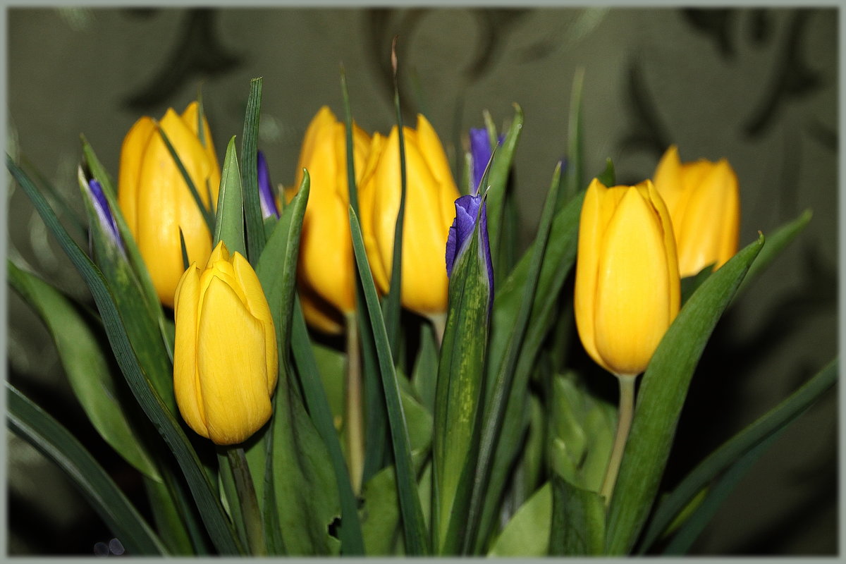 Красочные тюльпаны способны осветить самые сумрачные дни и зажечь печальные глаза искренним счастьем - Tatiana Markova