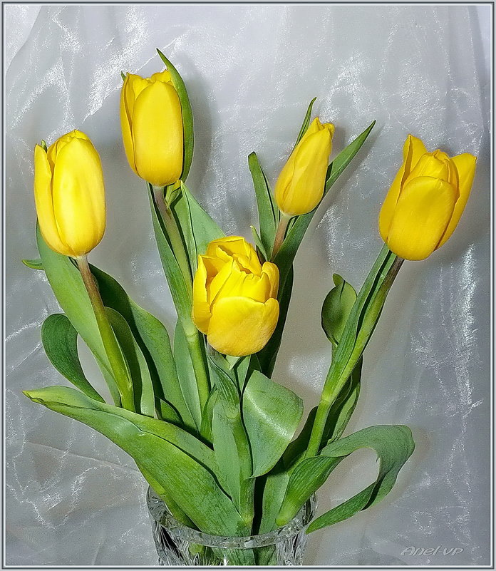 Желтые тюльпаны - Елена (ANEL-VP) .