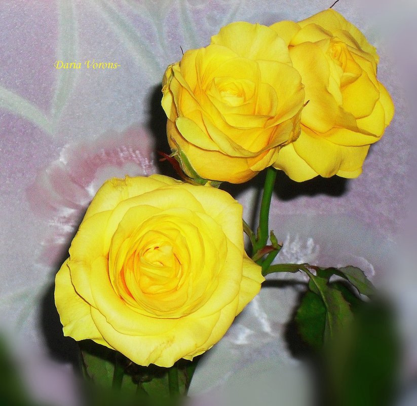 Группа "Солнечные розы" - Daria Vorons