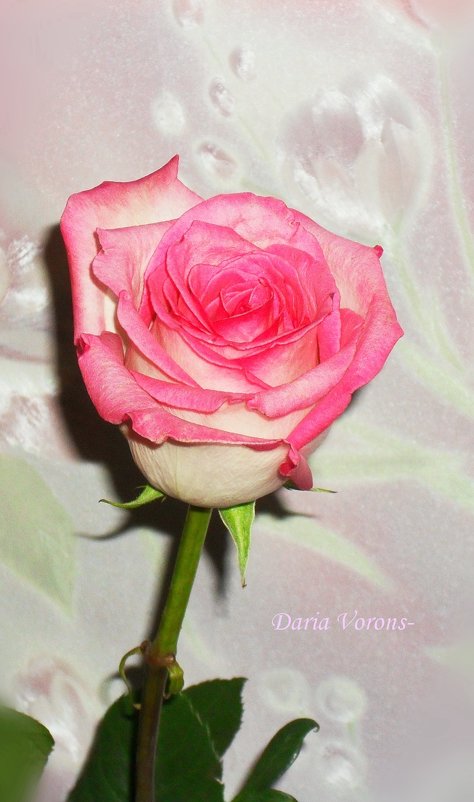 Роза - нежности дитя - Daria Vorons
