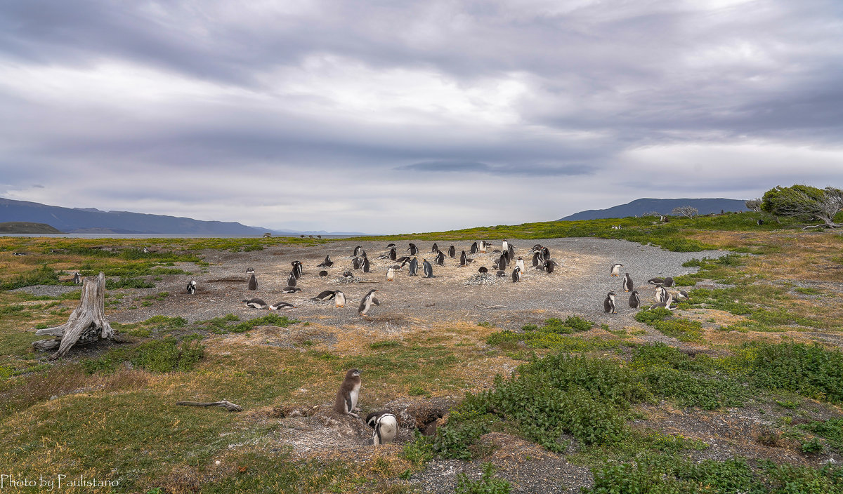 На острове пингвинов - Владимир Жданов