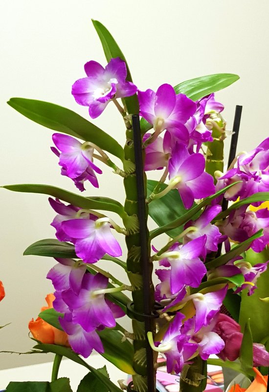 Прекрасная орхидея - Генрих 