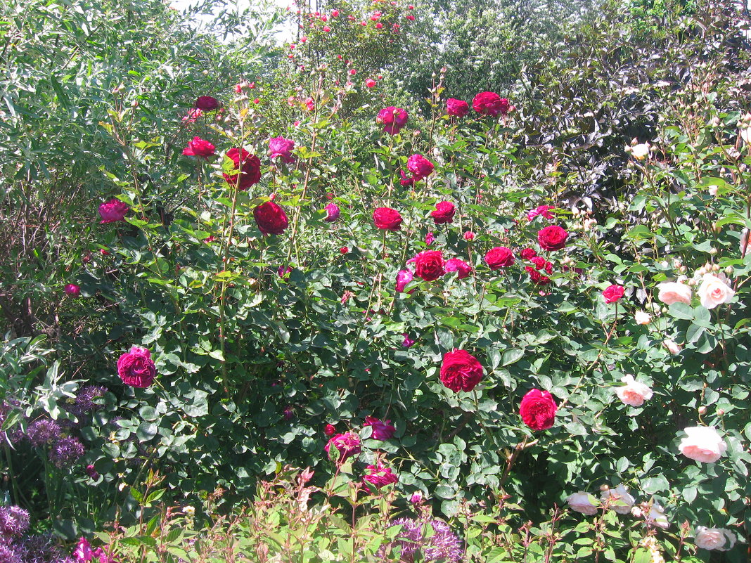 Розы в парке - minchanka 