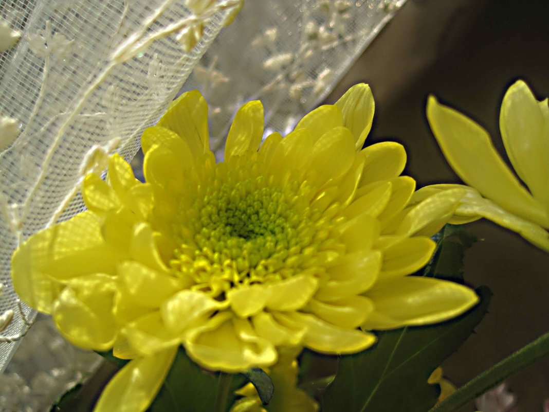 Солнечная хризантема украшает мой дом - Елена Семигина