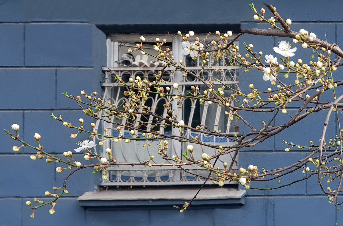 Весна стучится в окна - Наталья (D.Nat@lia)