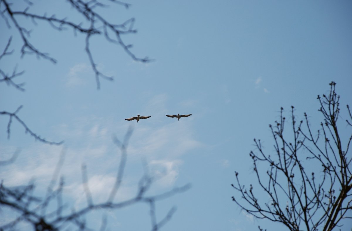 чайки над весенним парком - Асенька Ломакина