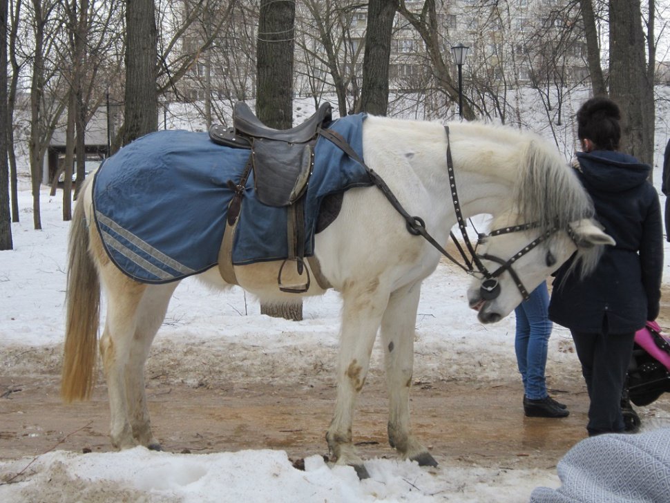 Белая лошадь - Дмитрий Никитин