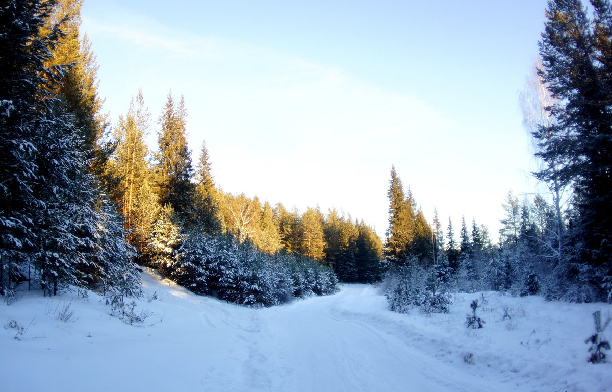 Зимний лес в объятьях тишины задремал, укутав ветки снегом.... - Анна Суханова