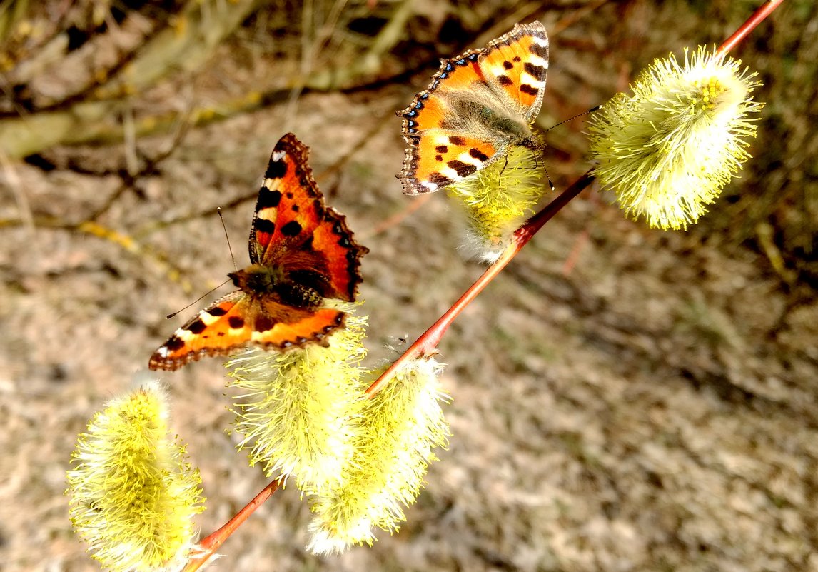 апрельские бабочки 3 - Александр Прокудин