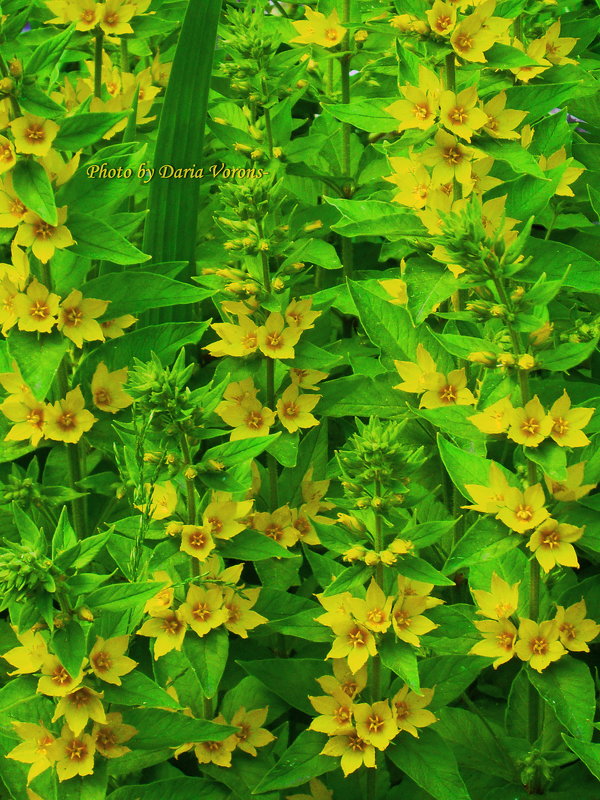 Россыпи жёлтых цветов - Daria Vorons