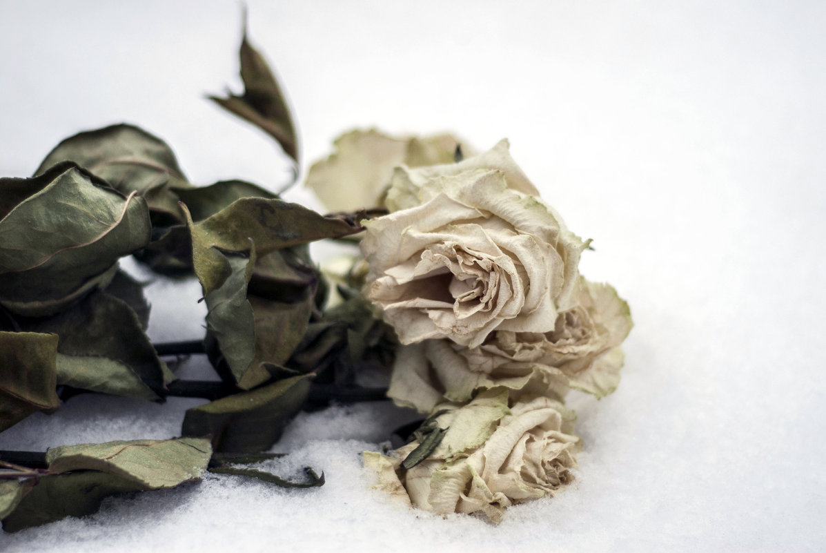 Белые розы - Виктор Печищев