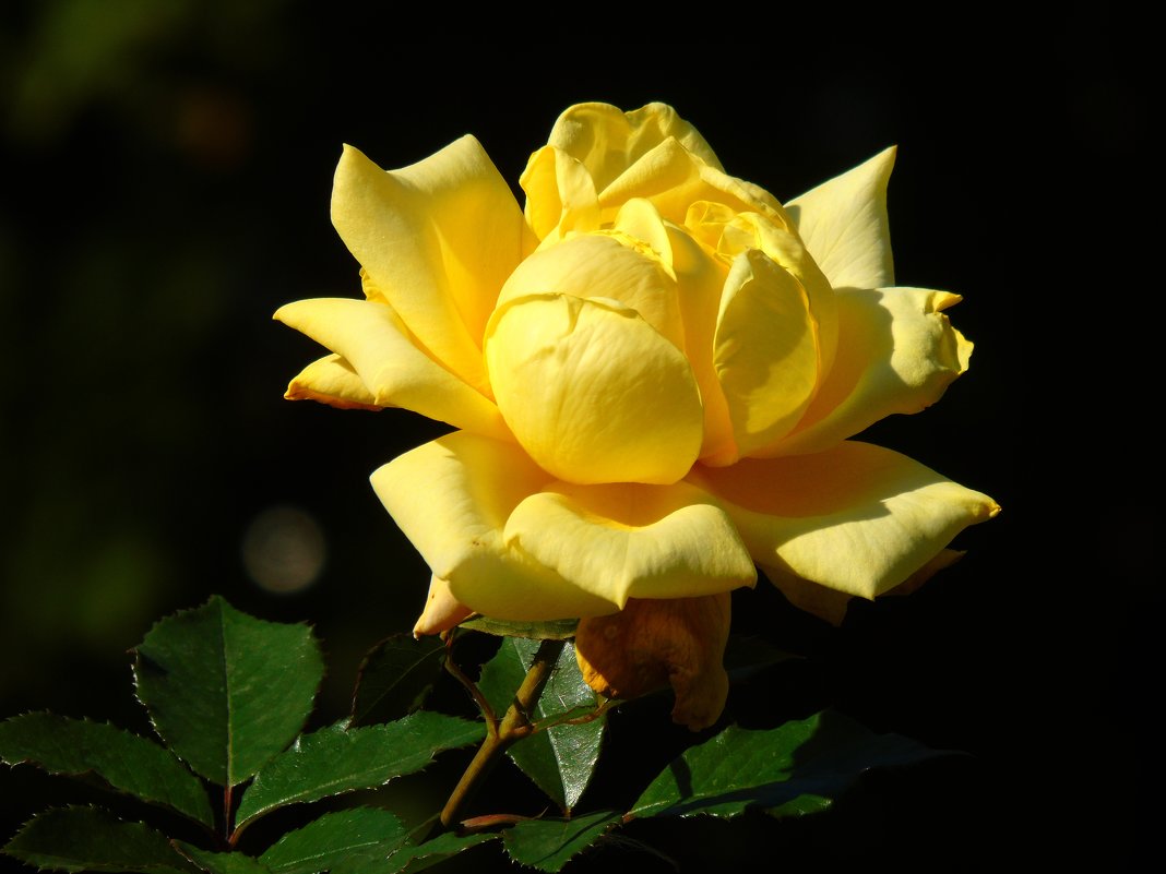 Жёлтая роза - Наталья Цыганова 