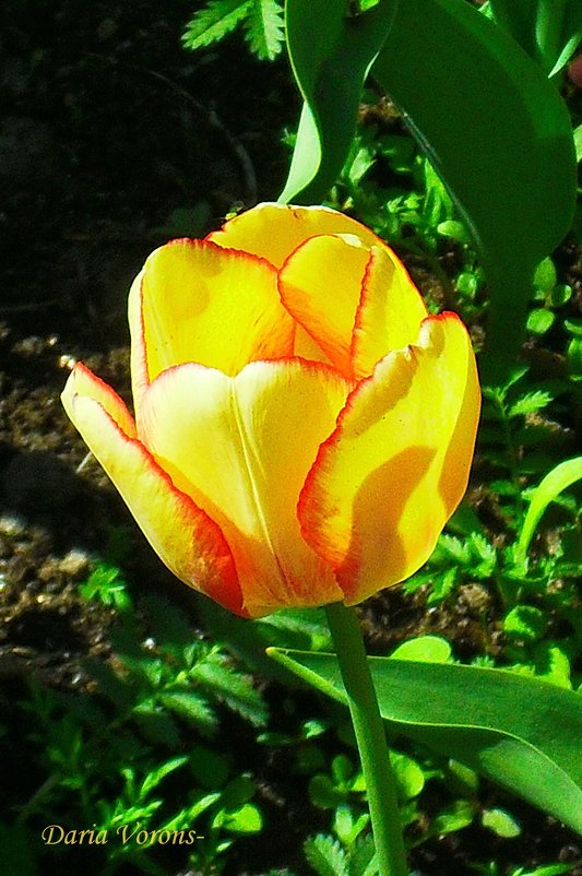 Свет и тень тюльпана - Daria Vorons