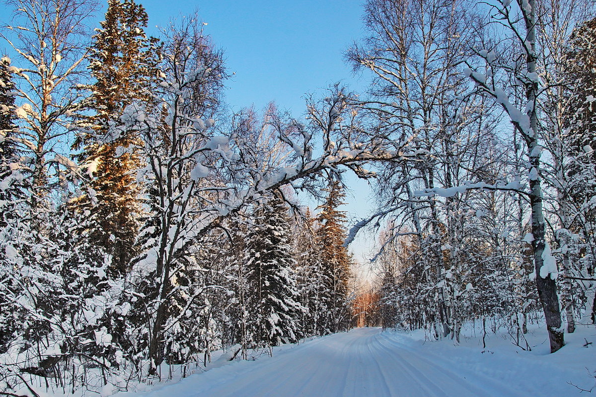 зимний лес - Александр Рождественский
