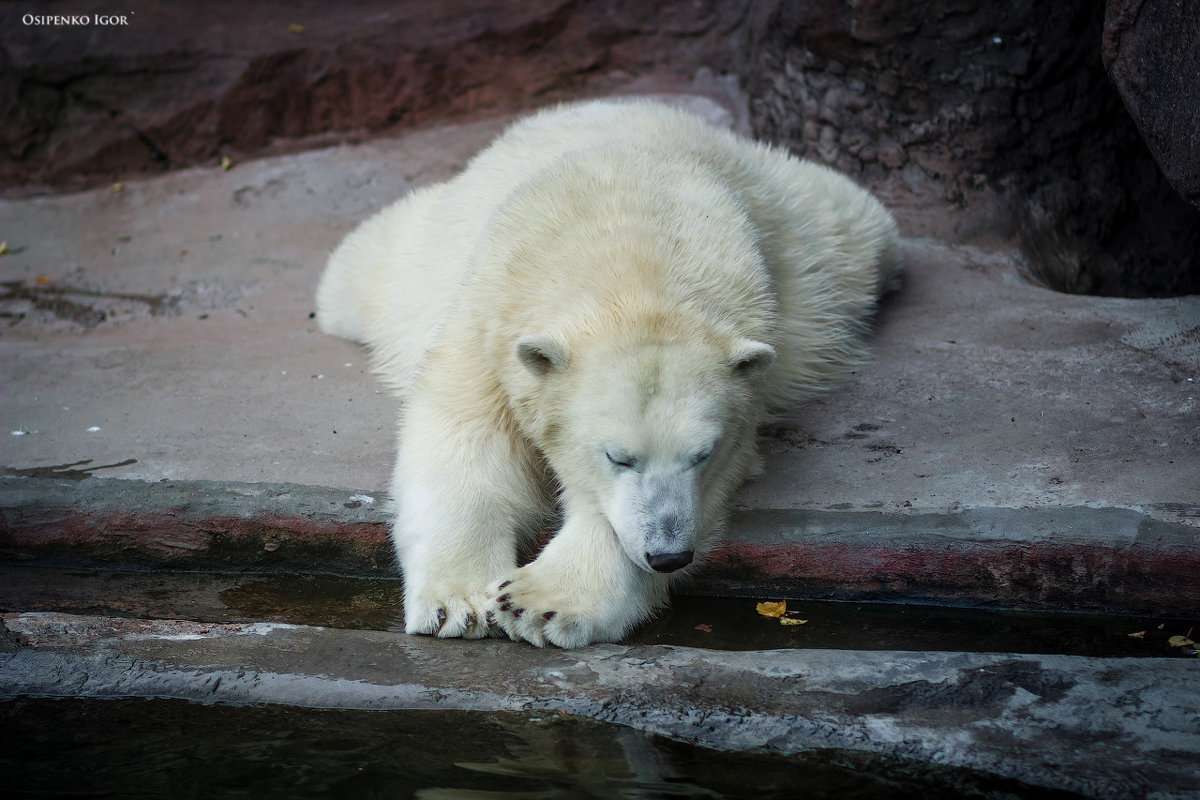 Белый медведь - Игорь Осипенко