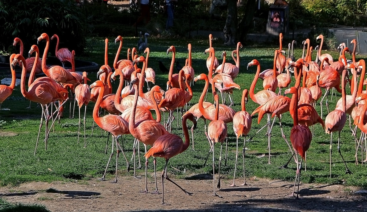 зоопарк фламинго