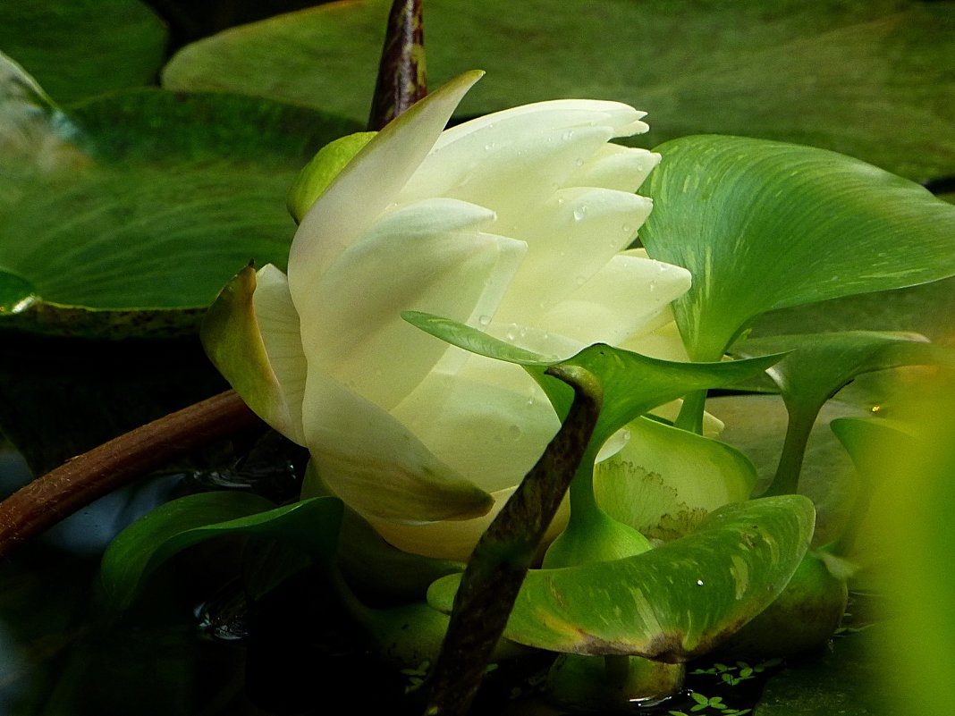 Белая водяная лилия - Лидия Бусурина
