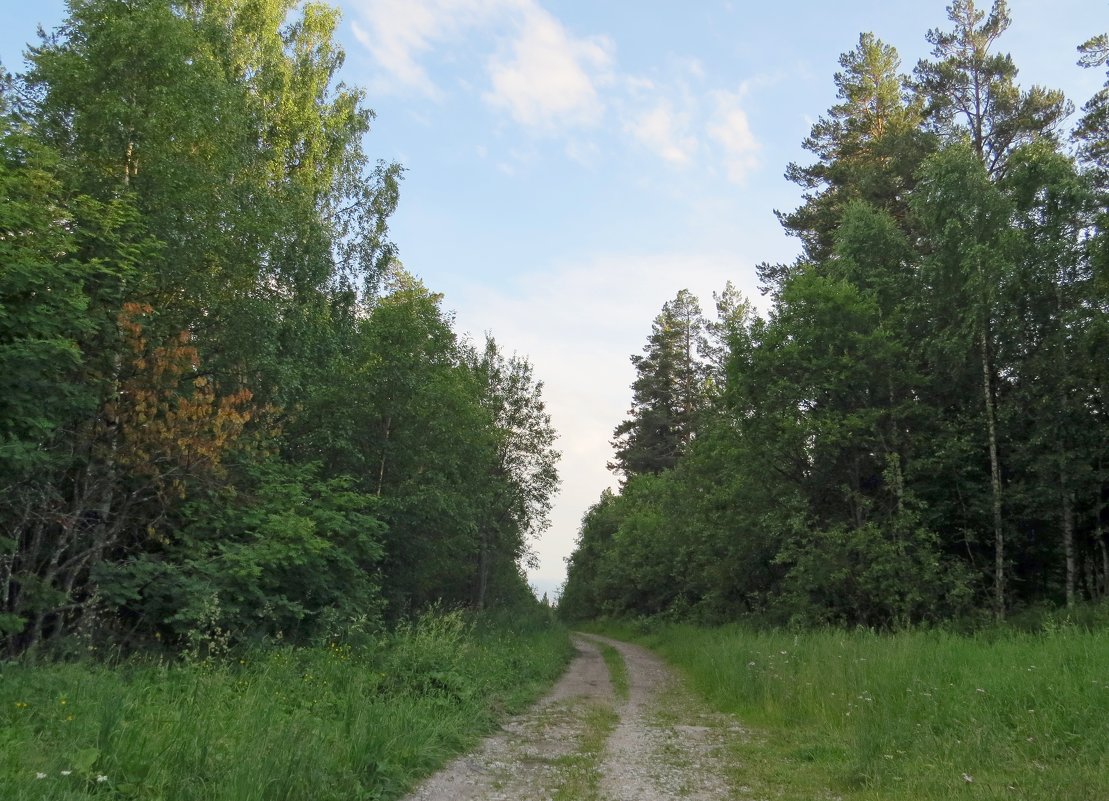 Дорога в лесу - Вера Щукина