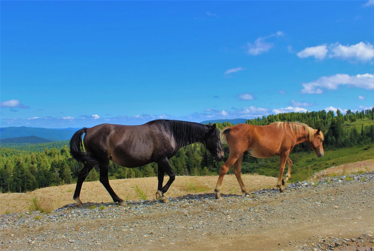 Две лошади - Сергей Чиняев 