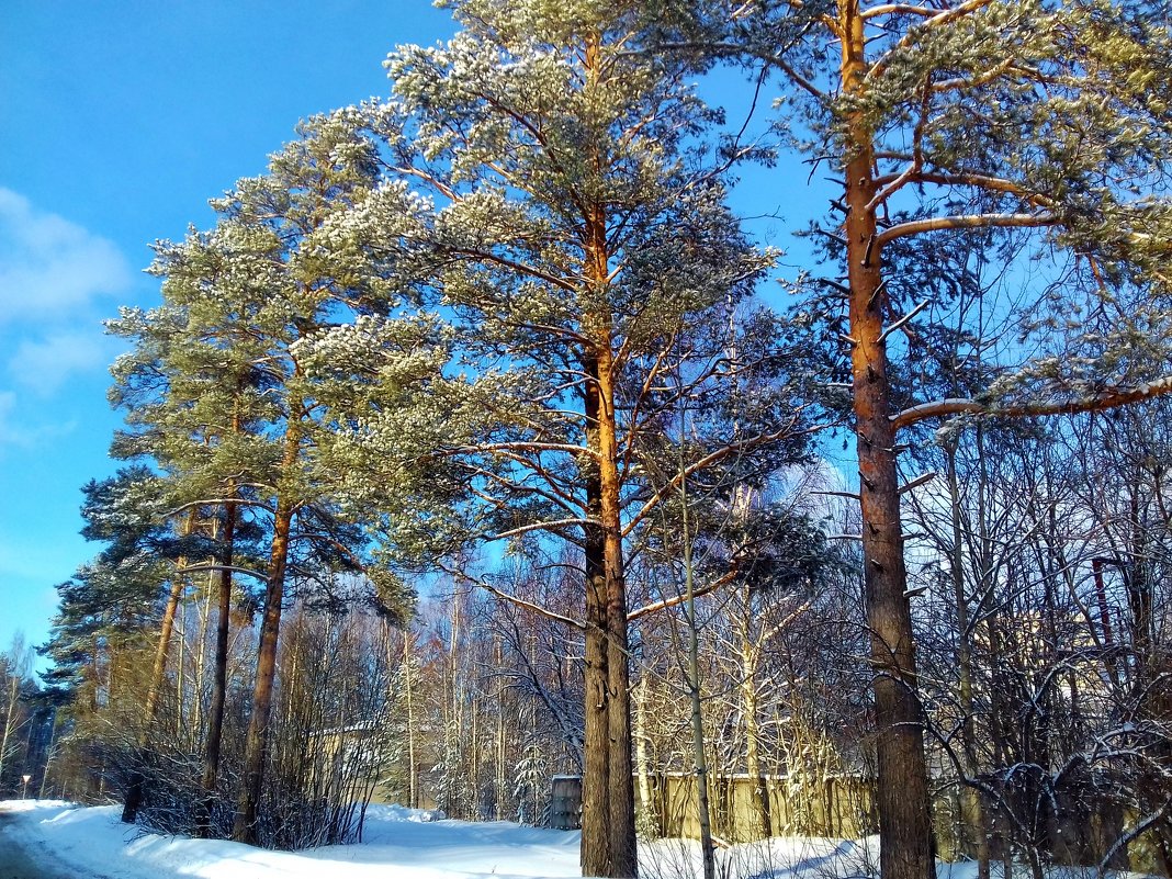 сосны в солнечный день - Владимир 