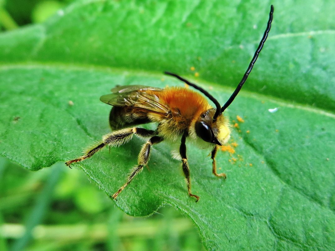 Eucera longicornis - Пчела длинноусая. - vodonos241 
