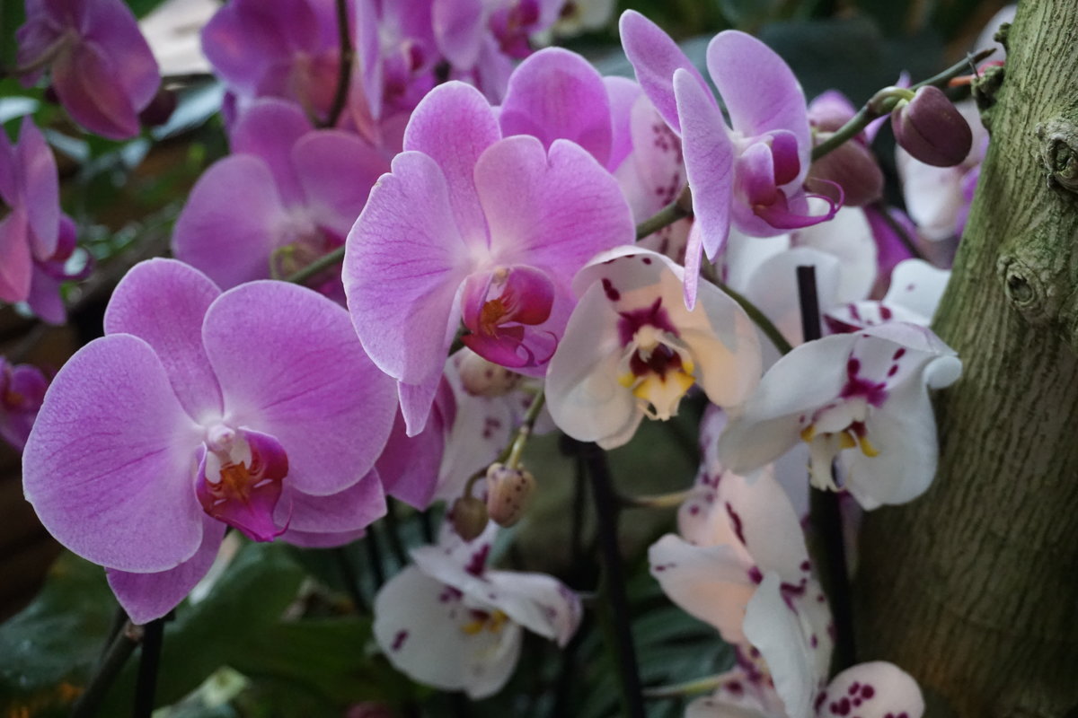 Орхидеи - Ирина Домнина