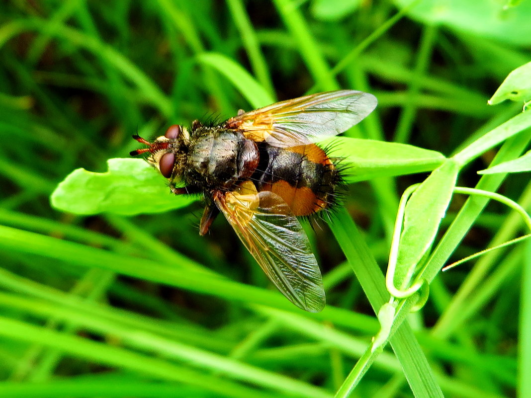 Ежемуха           Ежемуха свирепая (Tachina fera) - vodonos241 