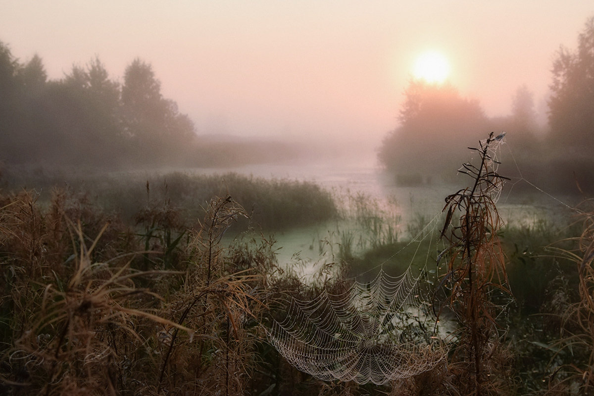 In the realm of cobwebs - Геннадий Ковалев ,