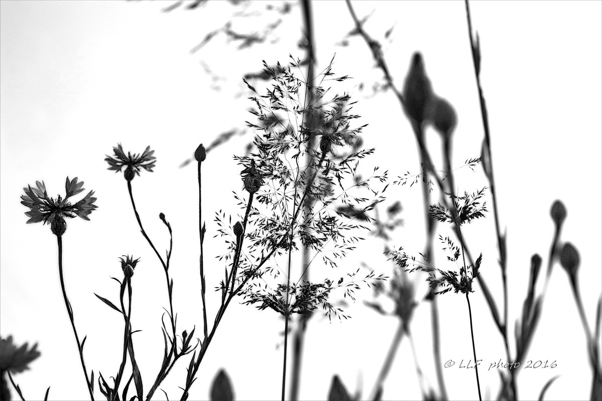 Чёрно-белые цветы. - Liudmila LLF