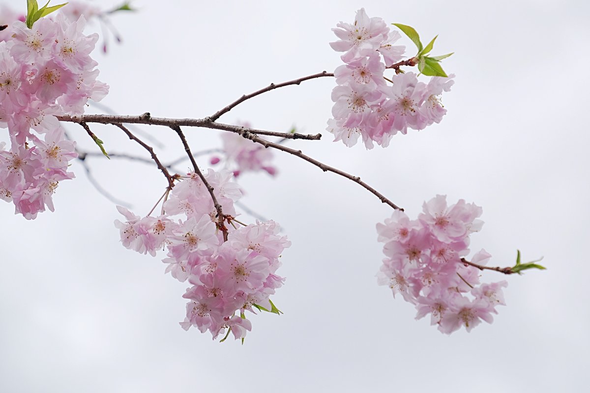 Японская Весна - wea *