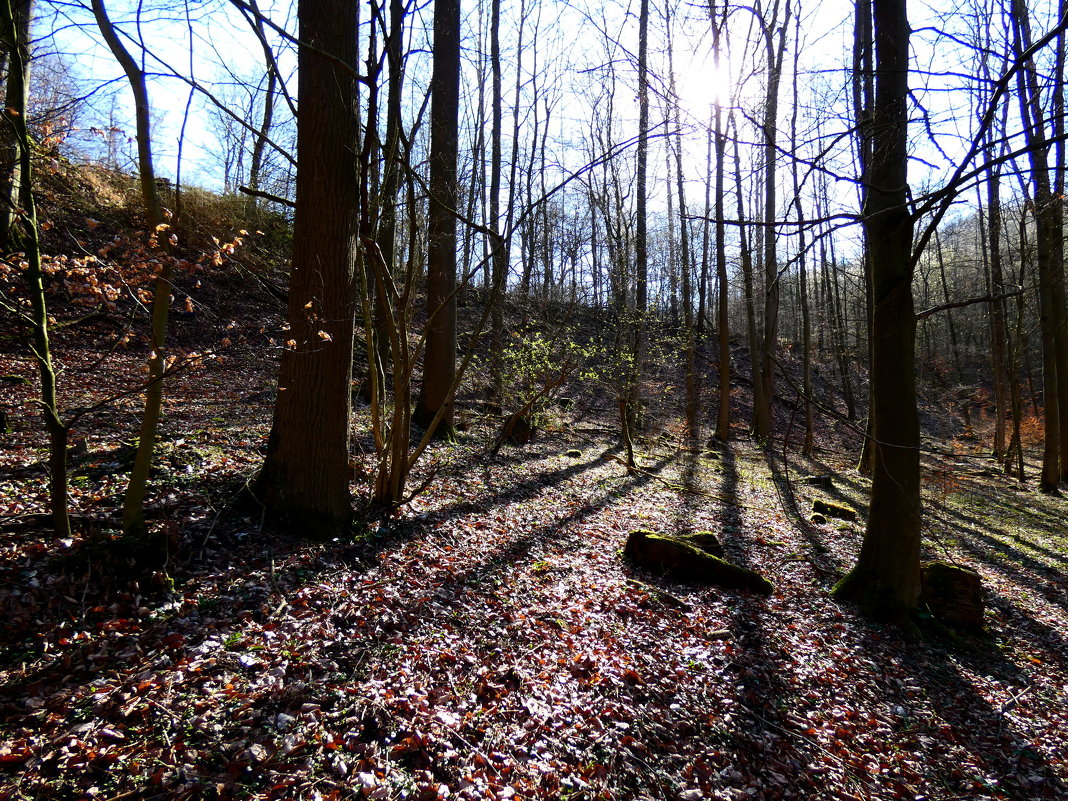 Свет и тень, днем в лесу - Heinz Thorns