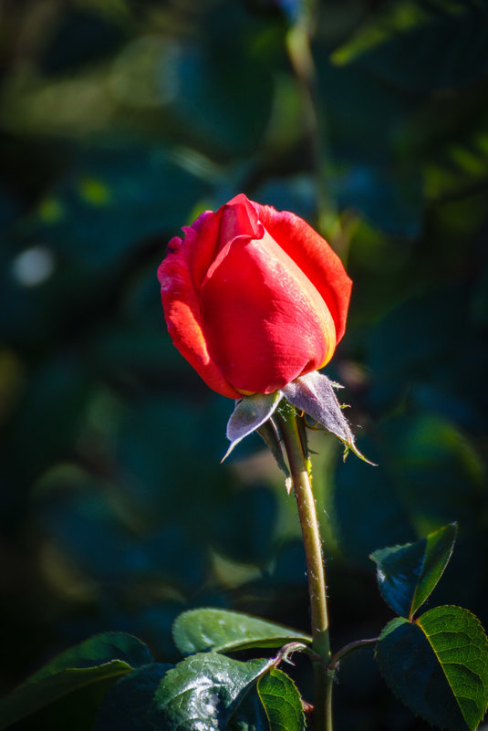 « Ах, красная роза – дыхание страсти, В манящих бутонах – софиты огня!...  » - Андрей Нибылица