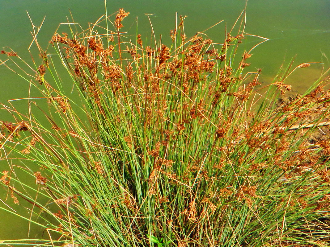 Ситник острый (Juncus acutus) —Схеноплектус озёрный - vodonos241 