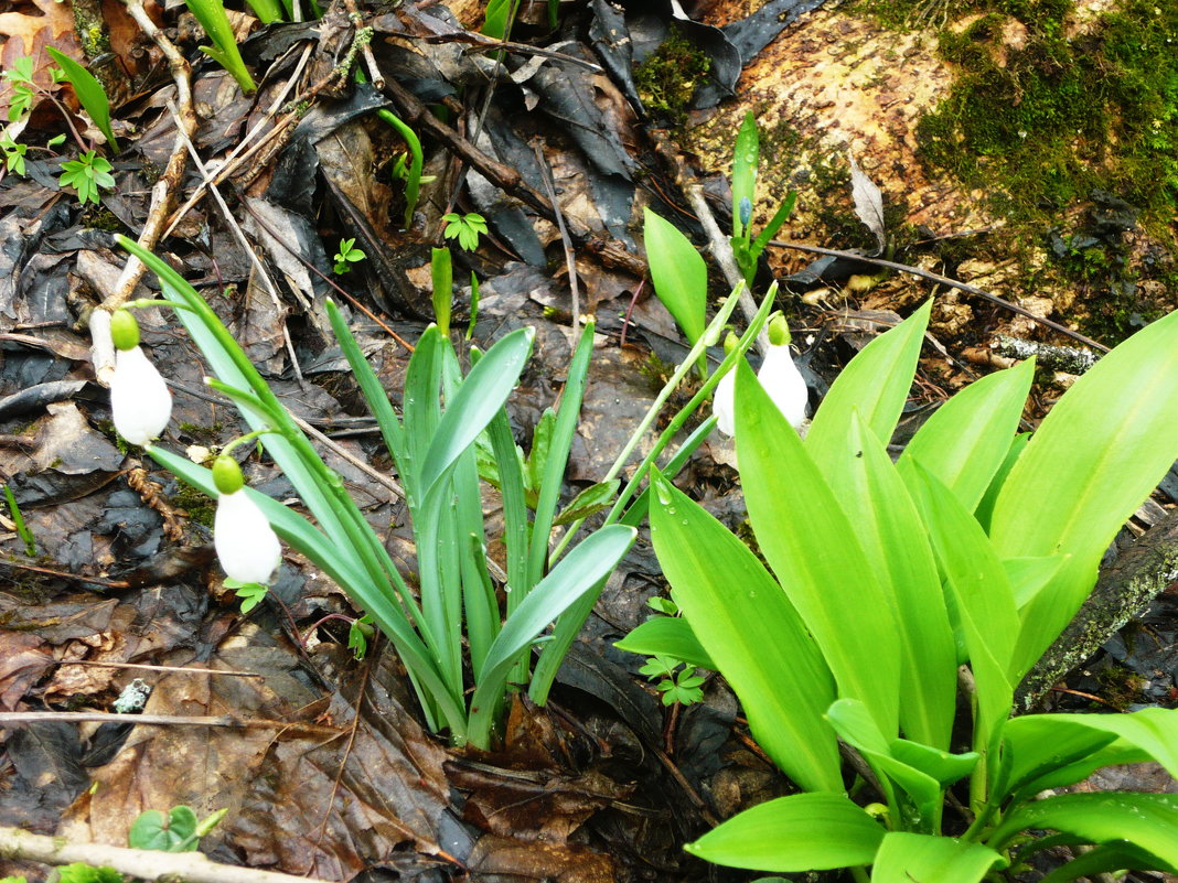Адыгея. Первые весенние цветы в горах - татьяна 