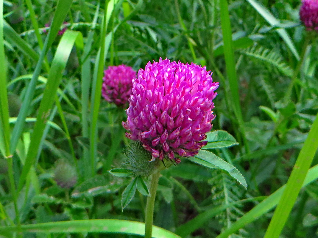 *Клевер.Trifolium alpestre L. (семейство Fabaceae)Клевер альпийский - vodonos241 