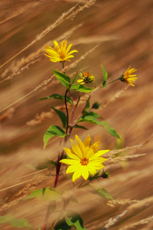 Осенний цветок - Светлана Карнаух