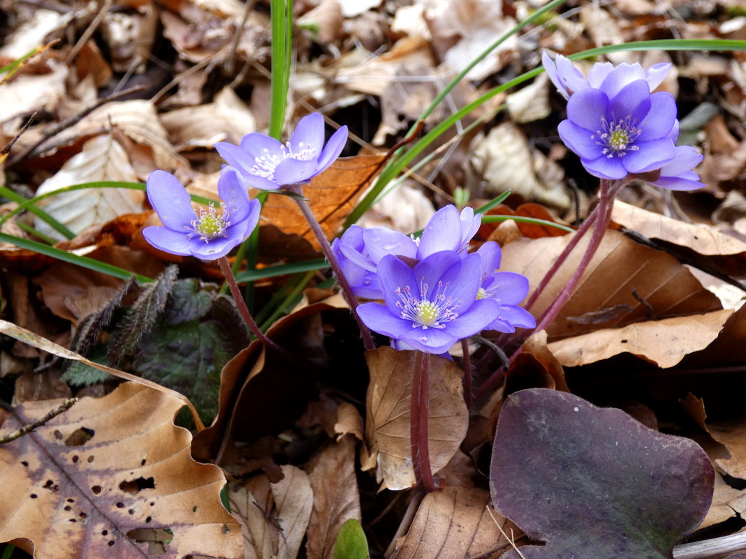 Печёночница благородная,  Hepatica nobilis - Heinz Thorns