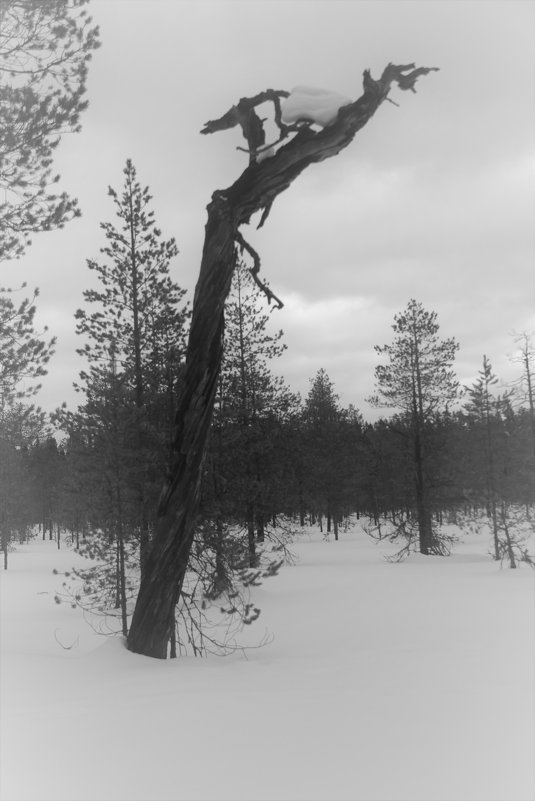 Дерево - Анатолий Брагин