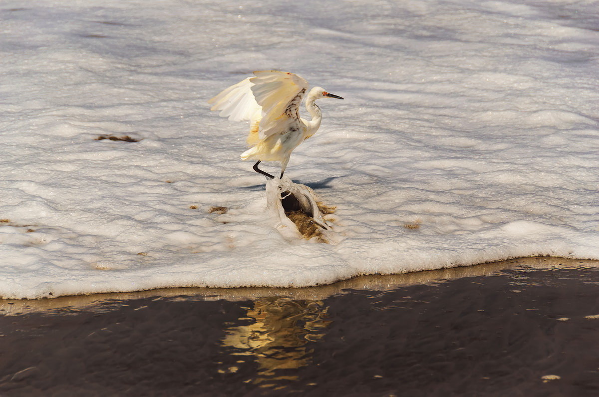 Питомцы Перу. Snowy Egret - Svetlana Galvez