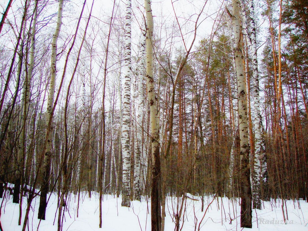 Начало марта в лесу - Raduzka (Надежда Веркина)
